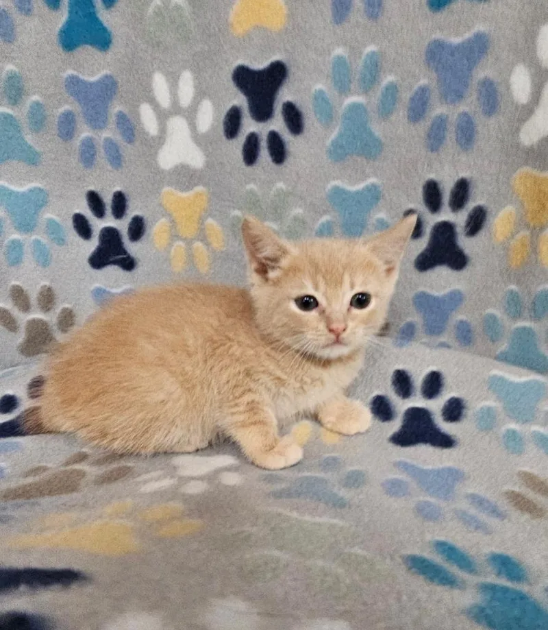 A baby small-sized male Domestic Short Hair cat named Jacob for adoption in Wabash, IN