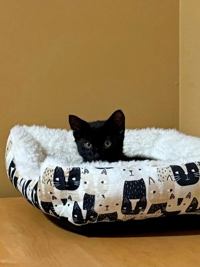 A baby small-sized male Domestic Short Hair cat named Shamrock for adoption in Burlington, VT