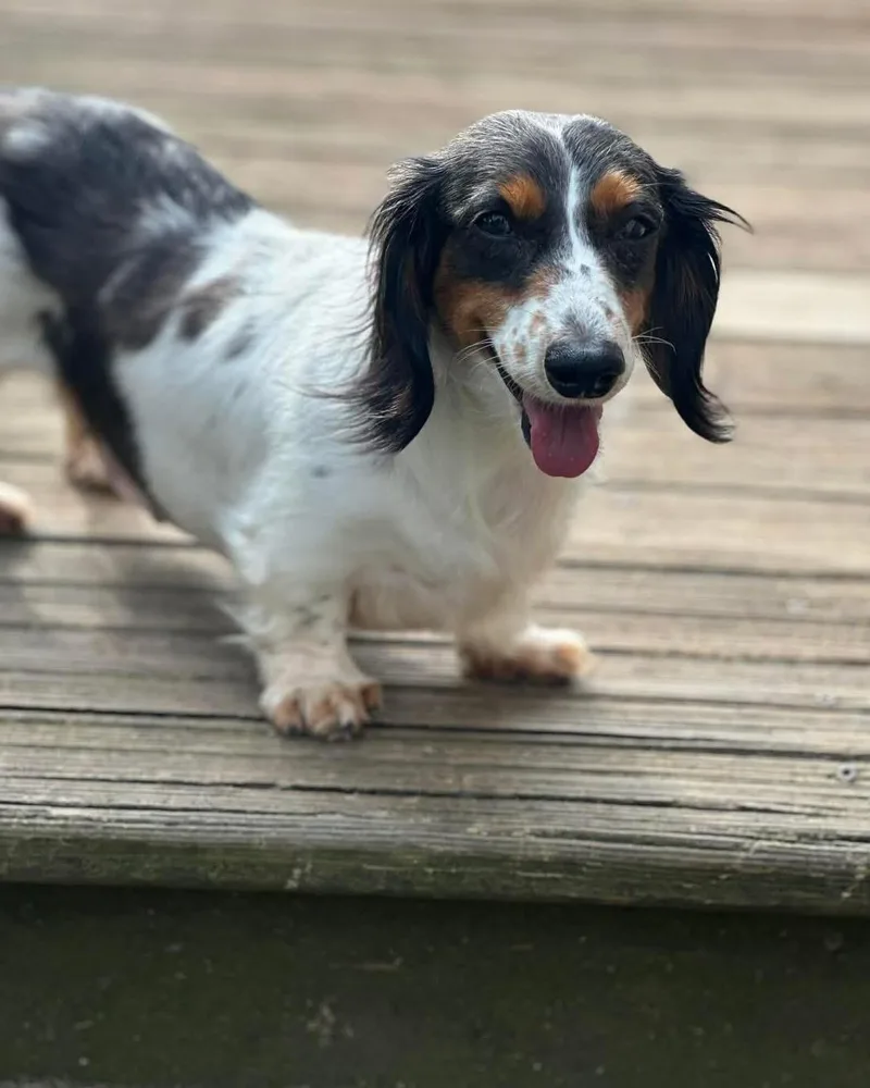 Victoria thumbnail 2