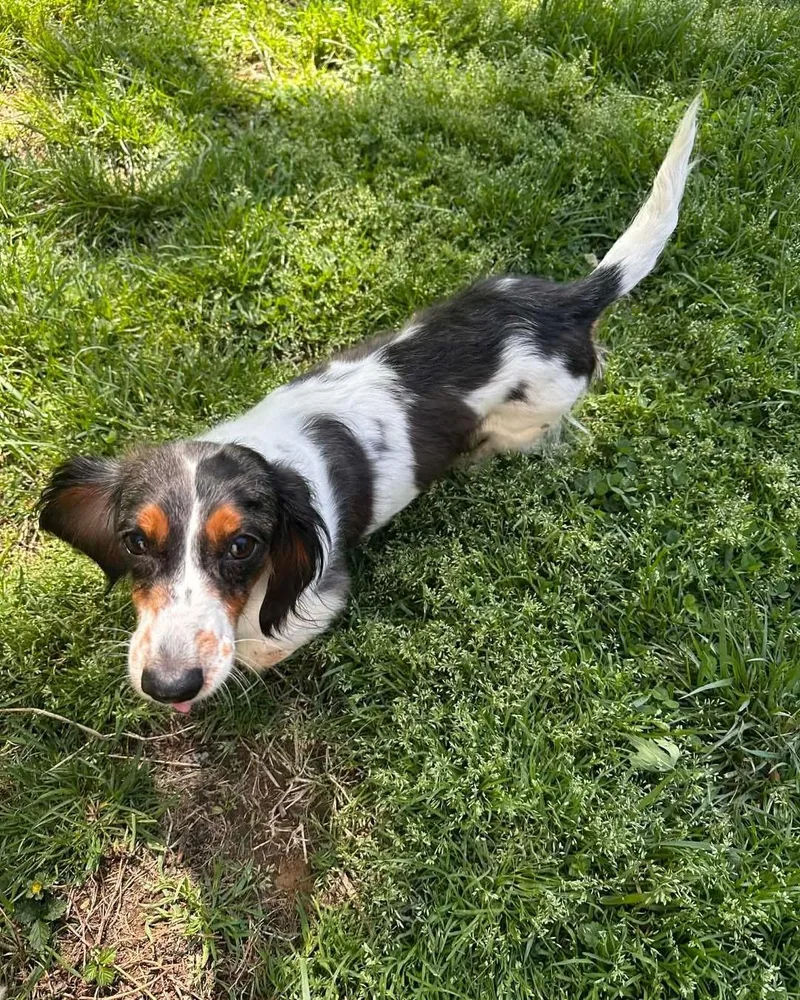 Victoria thumbnail 3