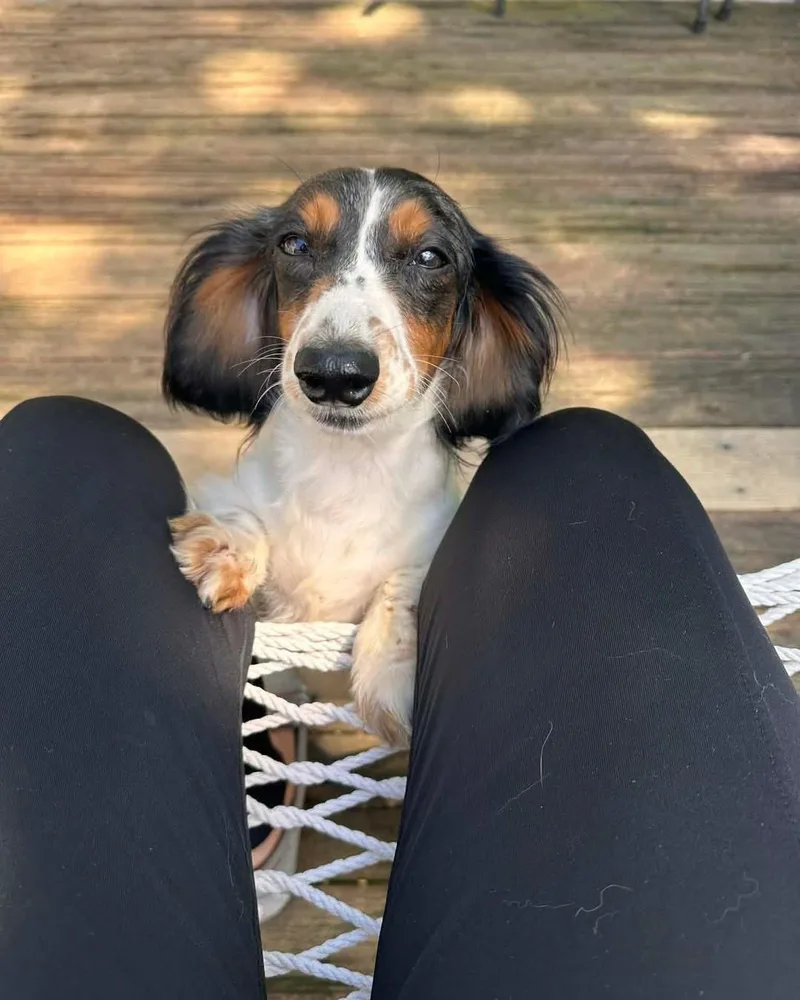 Victoria thumbnail 4