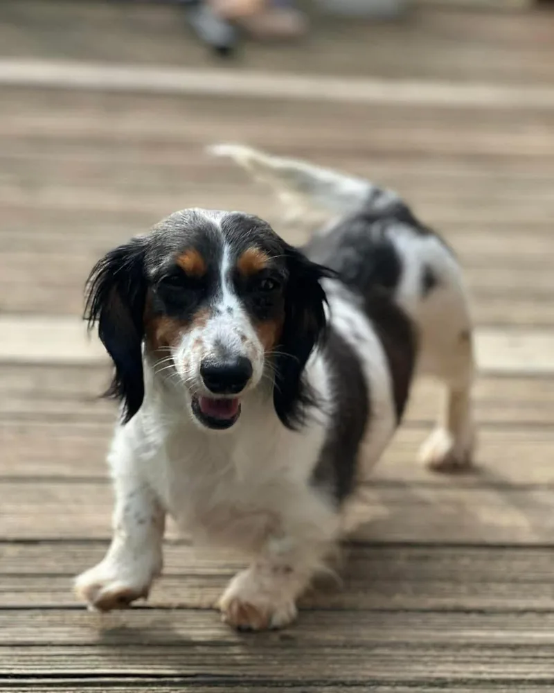 Victoria thumbnail 6