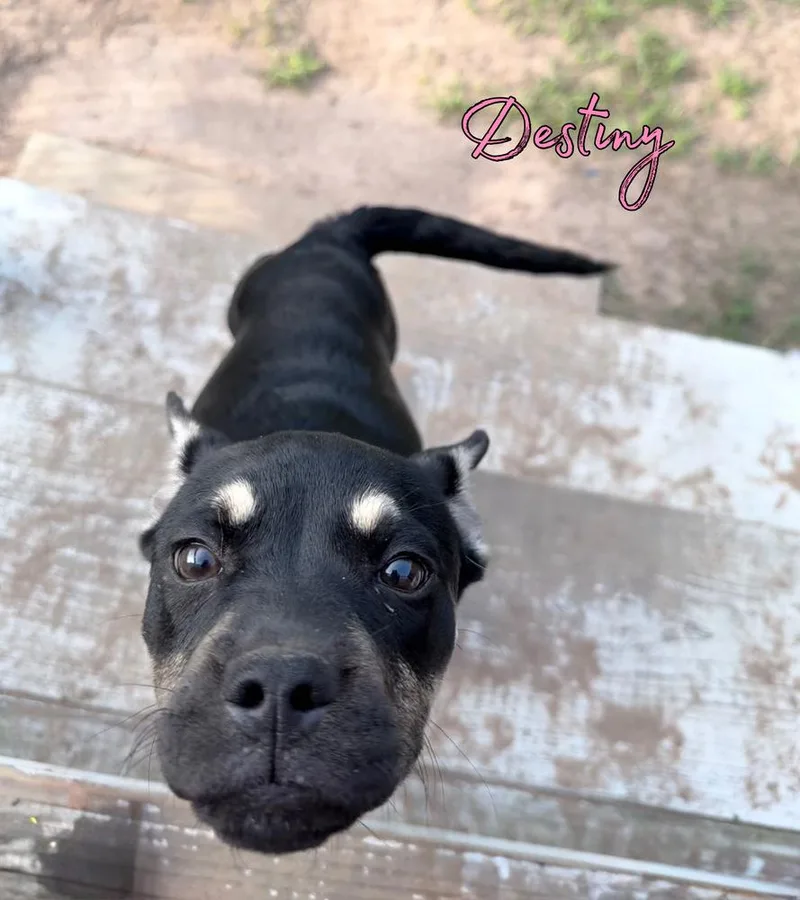 A baby small-sized female Brown / Chocolate Pug dog named Destiny for adoption in Brookshire, TX