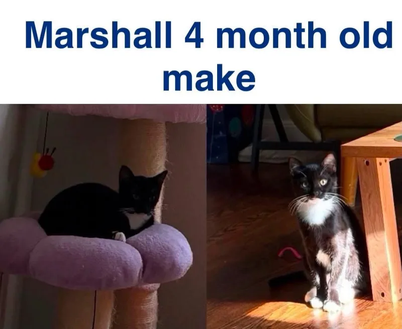 A baby medium-sized male Domestic Short Hair cat named Marshal for adoption in Mustang, OK