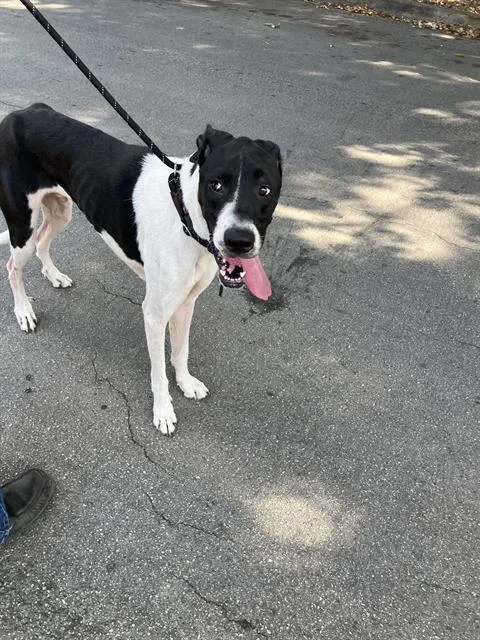 An adult small-sized male Mixed Breed dog named Wallylucas for adoption in Dallas, TX