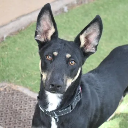 An adult medium-sized female Black Australian Kelpie dog named Zozo for adoption in Flagstaff, AZ