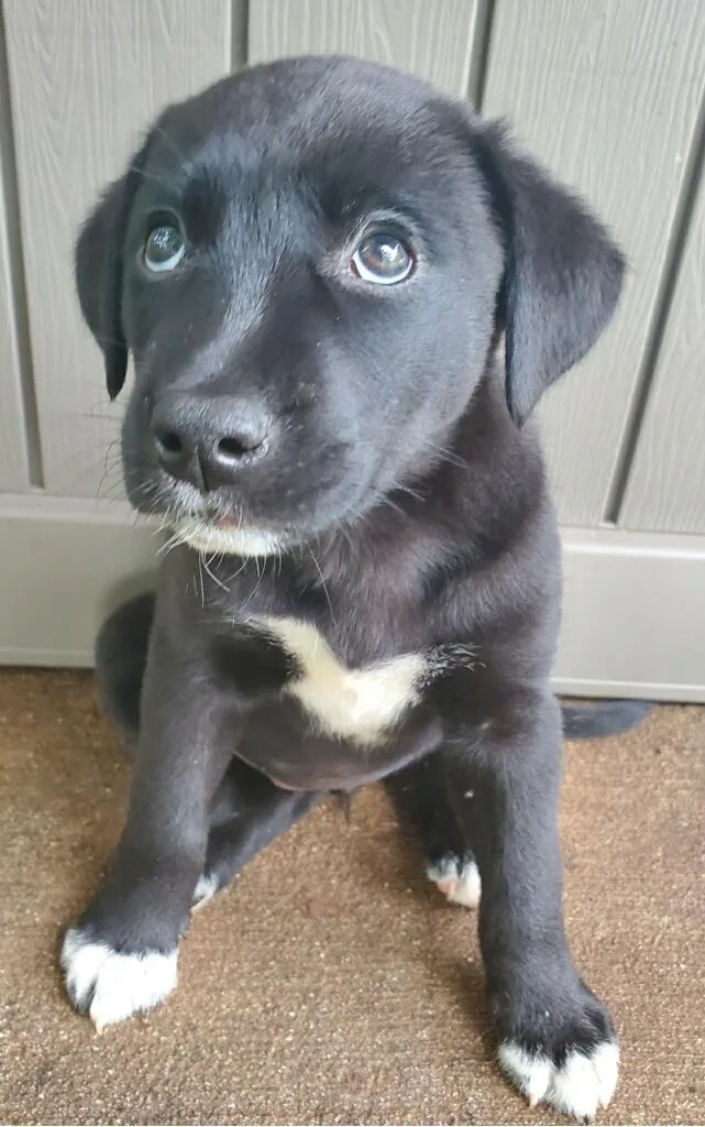 A baby medium-sized female Mixed Breed dog named Rue for adoption in Powell, TN