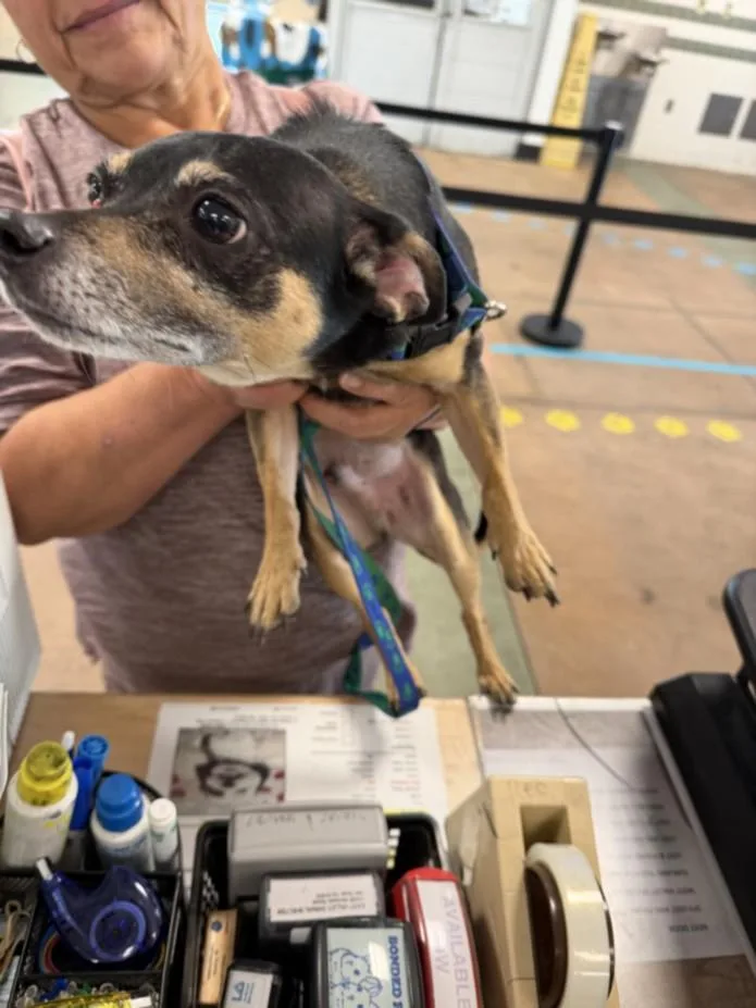 An adult small-sized male Chihuahua dog named Rocky for adoption in Van Nuys, CA