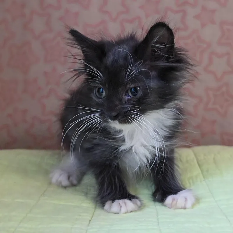 Baby Love thumbnail 4