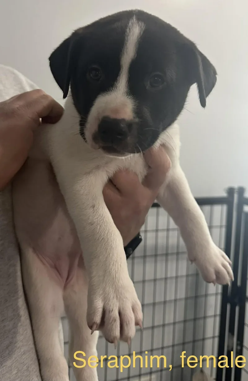 Seraphim thumbnail 3