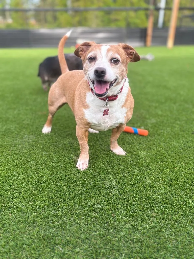 A senior small-sized male Rat Terrier dog named Pokey for adoption in Dalton, GA