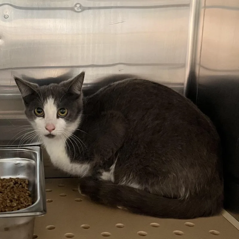 An adult medium-sized male Gray / Blue / Silver Domestic Short Hair cat named Grayson for adoption in Edinburg, TX