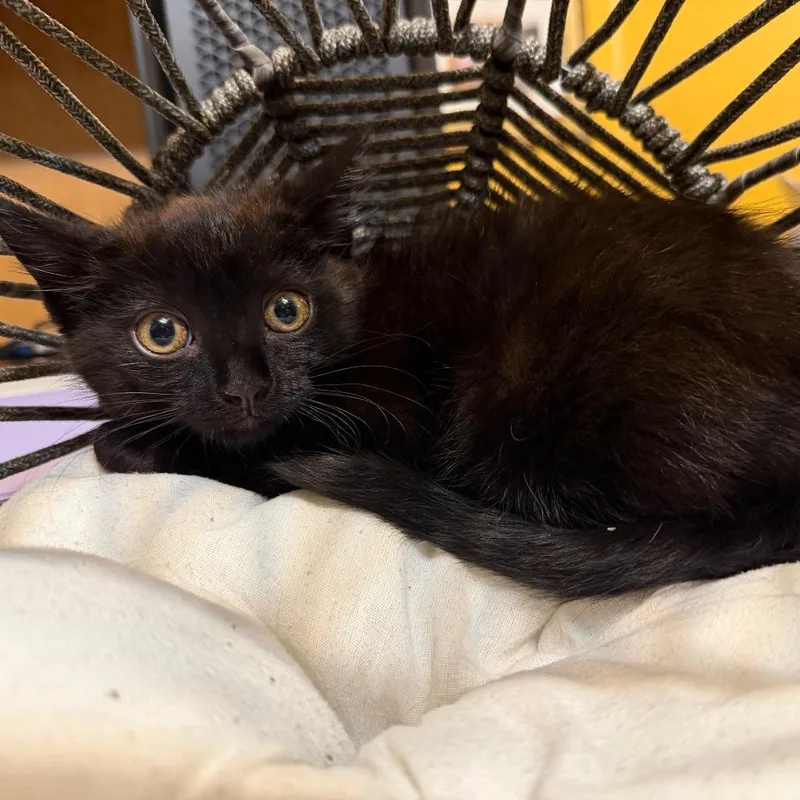 A baby small-sized male Black Domestic Medium Hair cat named Guinness for adoption in Flower Mound, TX