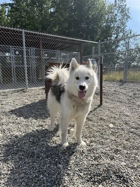 A young medium-sized female Husky dog named Lilly for adoption in Fairbanks, AK