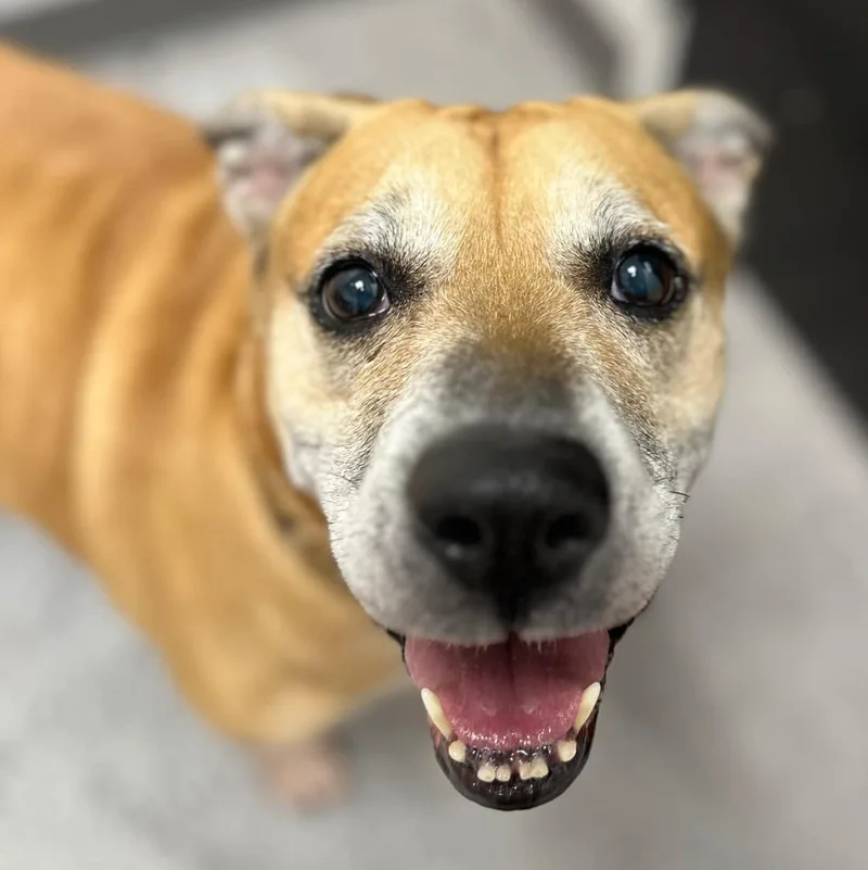 A senior medium-sized female Yellow / Tan / Blond / Fawn Mixed Breed dog named Angelica for adoption in Youngstown, OH