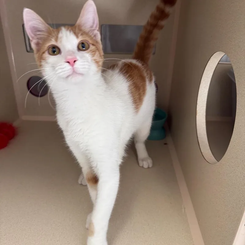 A baby small-sized male Orange / Red Domestic Short Hair cat named Pablano for adoption in Houston, TX