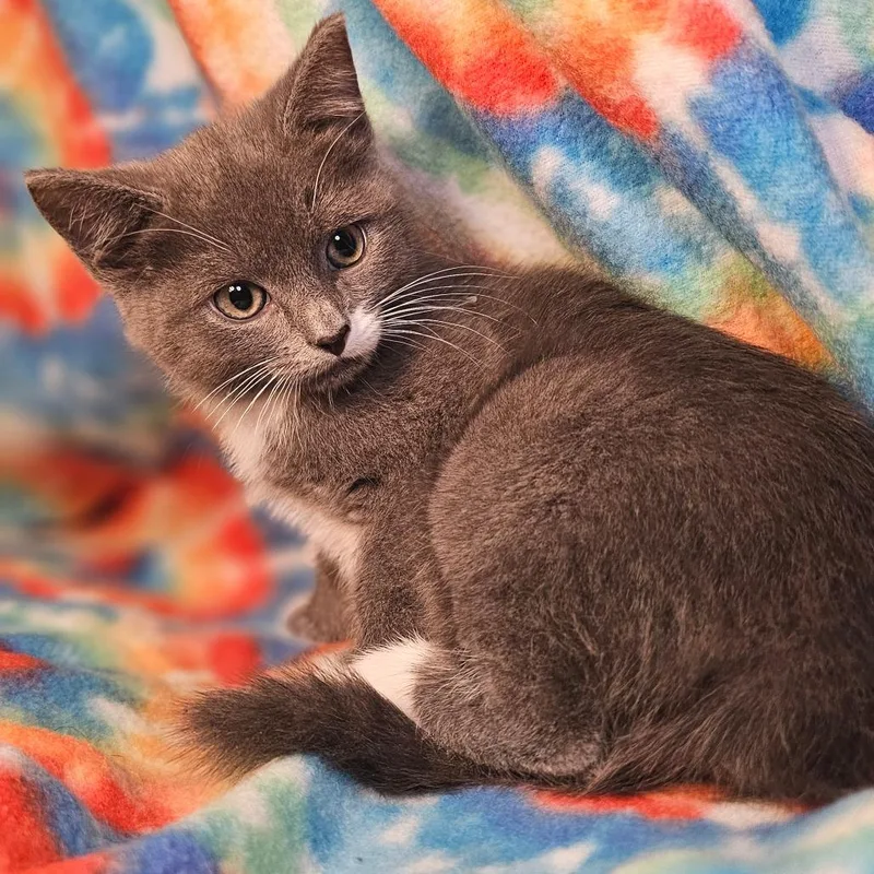 A baby small-sized female Gray / Blue / Silver Domestic Short Hair cat named Marble for adoption in Roswell, GA
