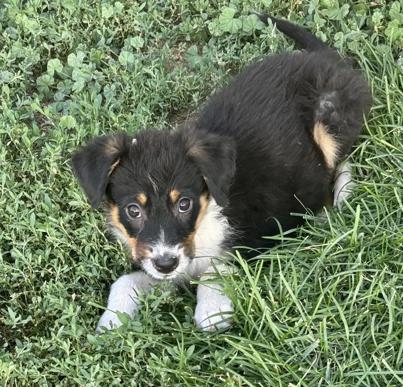 A baby medium-sized male Tricolor (Brown, Black, & White) Border Collie dog named Bentley for adoption in Chinle, AZ