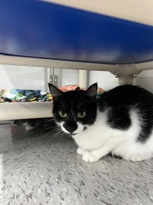 A baby medium-sized female Domestic Short Hair cat named Buttons for adoption in Elmira, NY