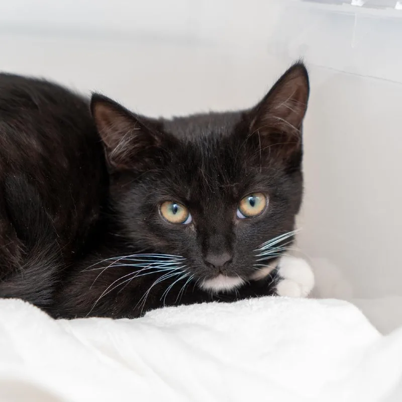 A baby small-sized female Black Domestic Short Hair cat named Giuliana for adoption in New York, NY