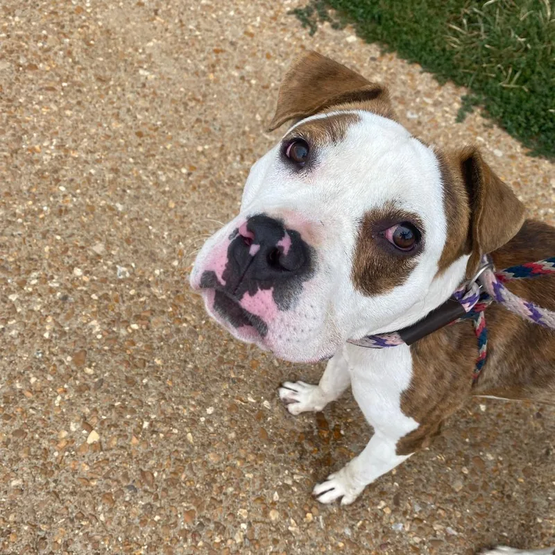 Johnny Rocket thumbnail 2