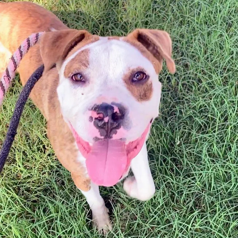 Johnny Rocket thumbnail 3