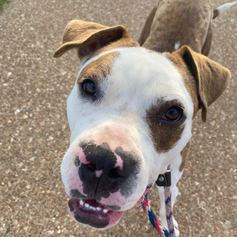 Johnny Rocket thumbnail 4