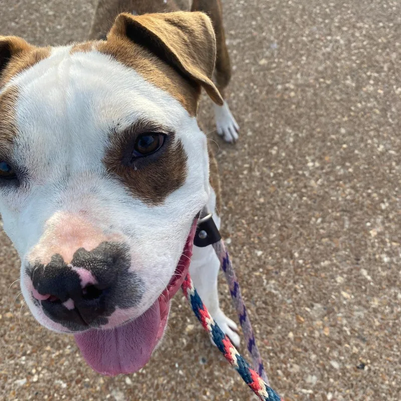 Johnny Rocket thumbnail 5