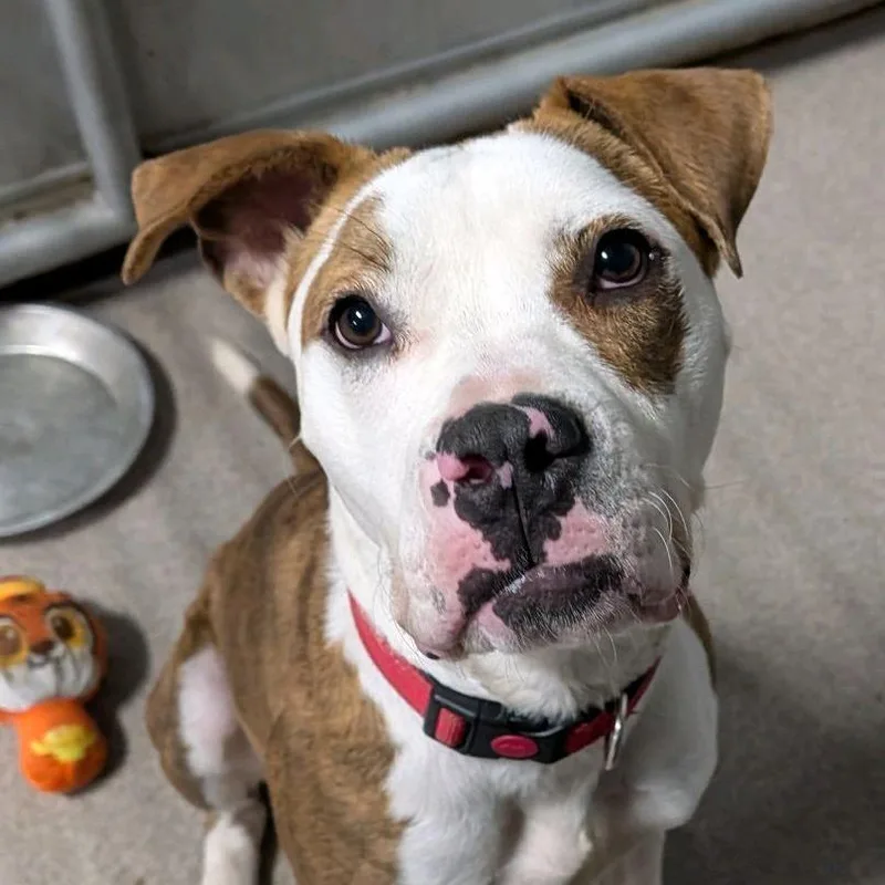 Johnny Rocket thumbnail 6