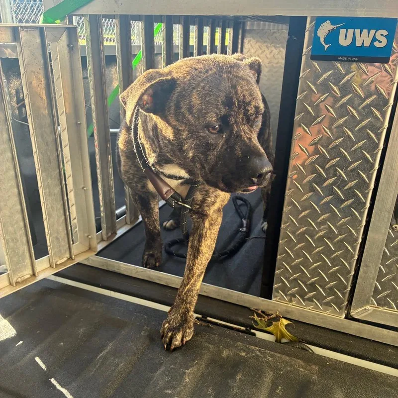 An adult medium-sized female Brindle Mixed Breed dog named Sienna for adoption in Danville, KY