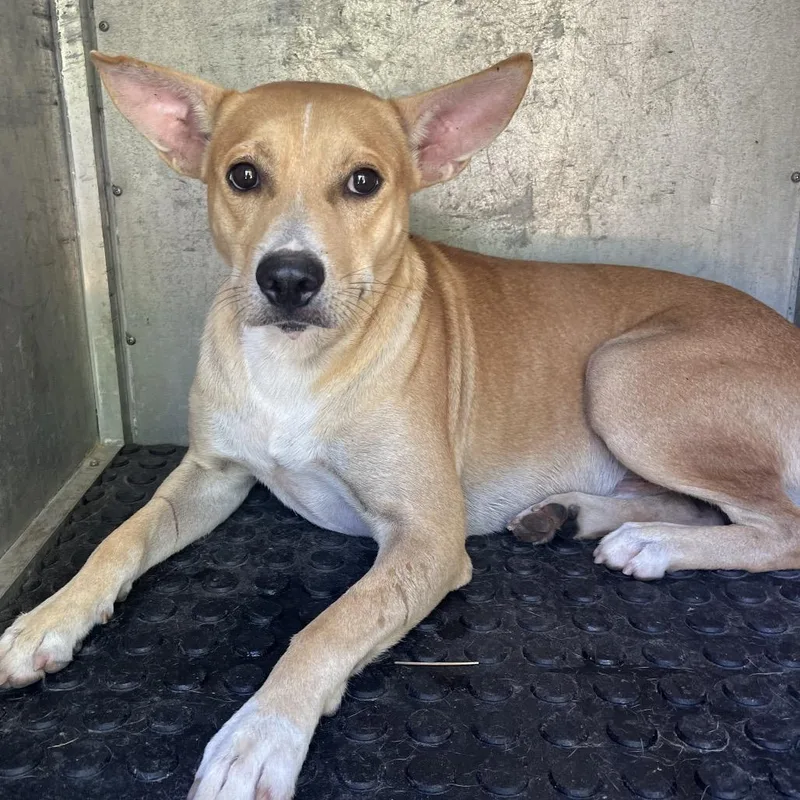 An adult medium-sized male Yellow / Tan / Blond / Fawn Shepherd dog named Sir Gerald for adoption in Edinburg, TX