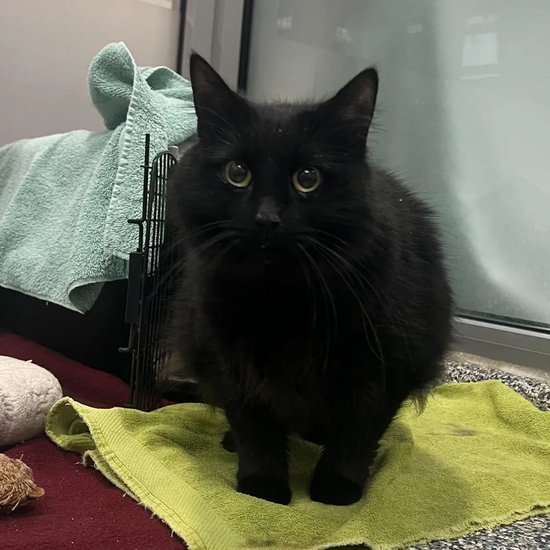 An adult large-sized female Black Domestic Long Hair cat named Inky aka Kitteh for adoption in Fairport, NY