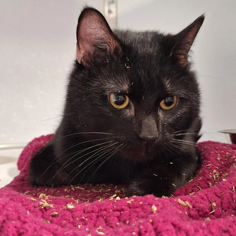 Enderman thumbnail 2