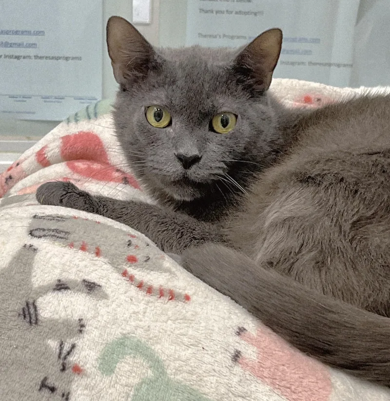 A senior medium-sized female Gray / Blue / Silver Domestic Short Hair cat named Dust Bunny for adoption in Amityville, NY