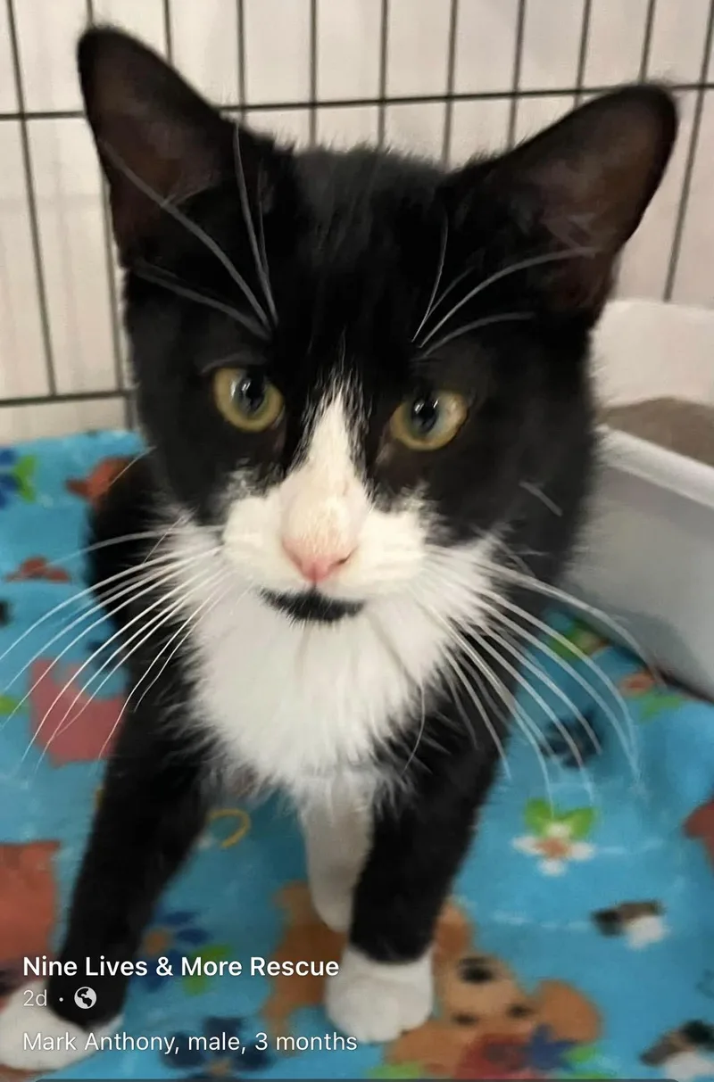 A young small-sized male Black & White / Tuxedo Domestic Medium Hair cat named Mark Anthony for adoption in Kalama, WA