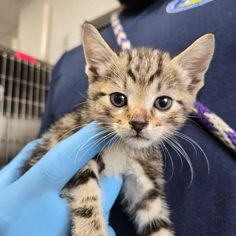 A baby small-sized male Black Domestic Short Hair cat named Greg for adoption in Newark, NJ
