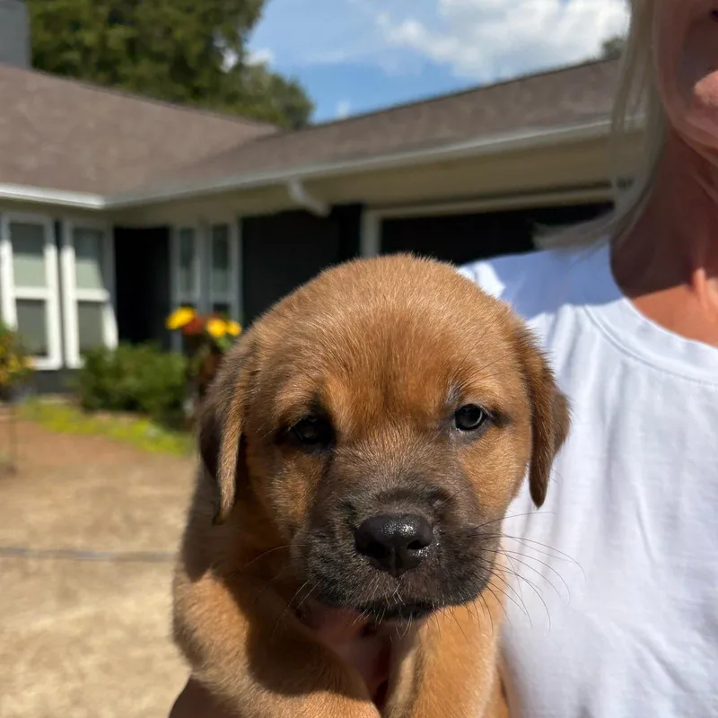 A baby medium-sized male Red / Chestnut / Orange Labrador Retriever dog named Snickers for adoption in Cordova, TN