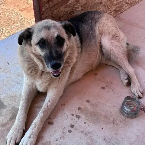 A senior large-sized female Black Shepherd dog named Sweety for adoption in Bastrop, TX