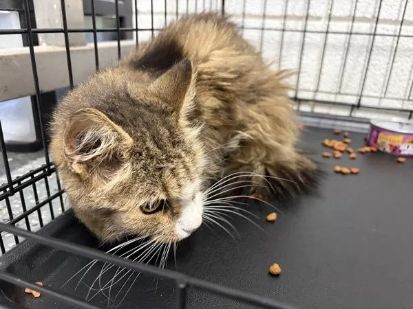 A senior medium-sized female Domestic Medium Hair cat named Dorothea for adoption in Morristown, TN