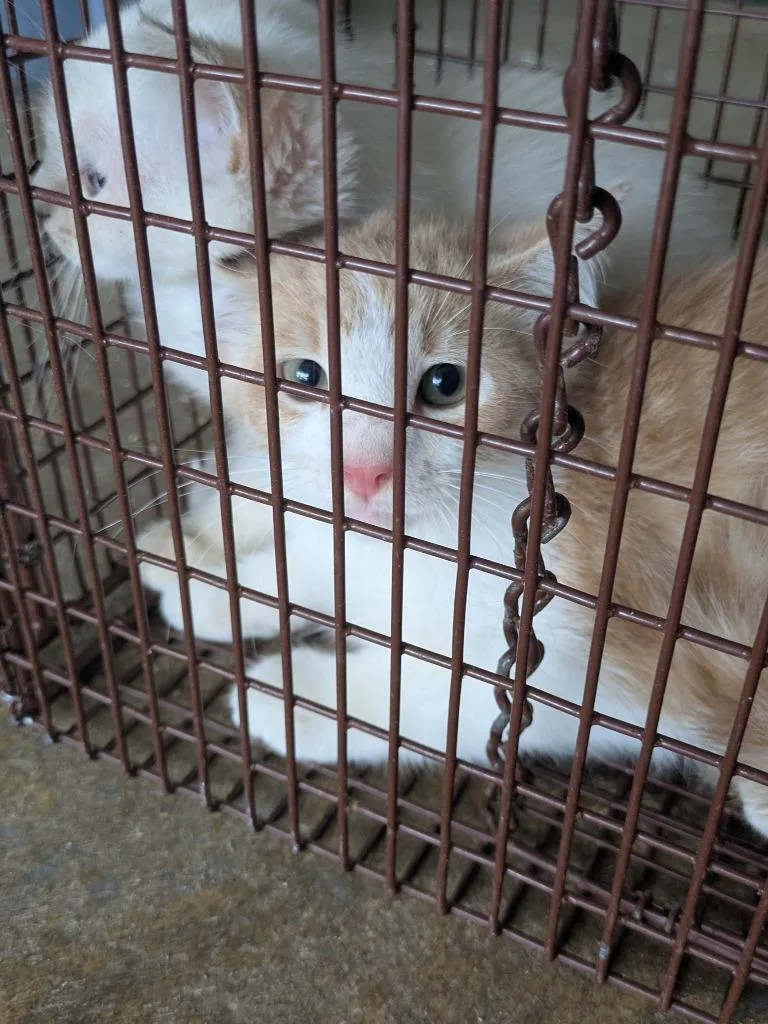 A baby small-sized male Domestic Short Hair cat named Bunsen for adoption in Brownwood, TX