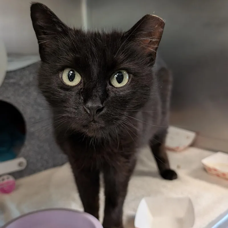 An adult medium-sized female Black Domestic Short Hair cat named Sprite for adoption in Birdsboro, PA