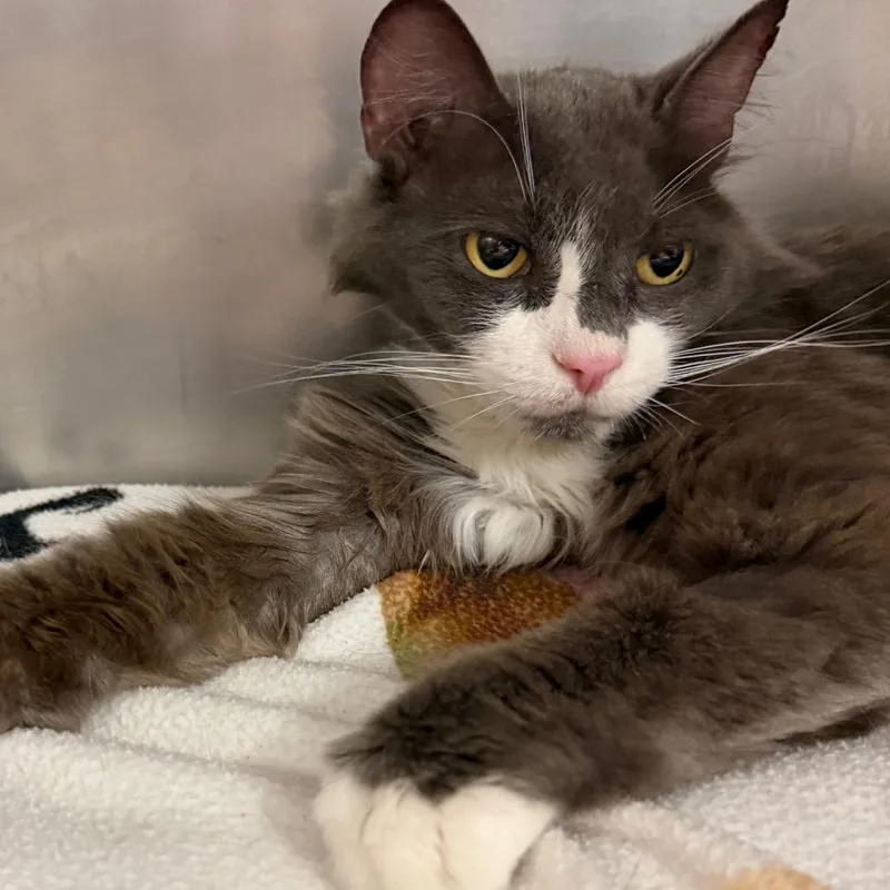A senior large-sized male Gray / Blue / Silver Domestic Medium Hair cat named Lily for adoption in Middlebury, VT