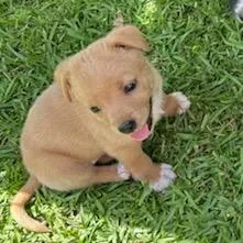 A baby small-sized female Yellow / Tan / Blond / Fawn Mixed Breed dog named Gold Dust for adoption in Tupelo, MS