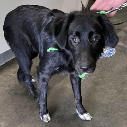 A young large-sized female Border Collie dog named Abigail for adoption in Los Angeles, CA