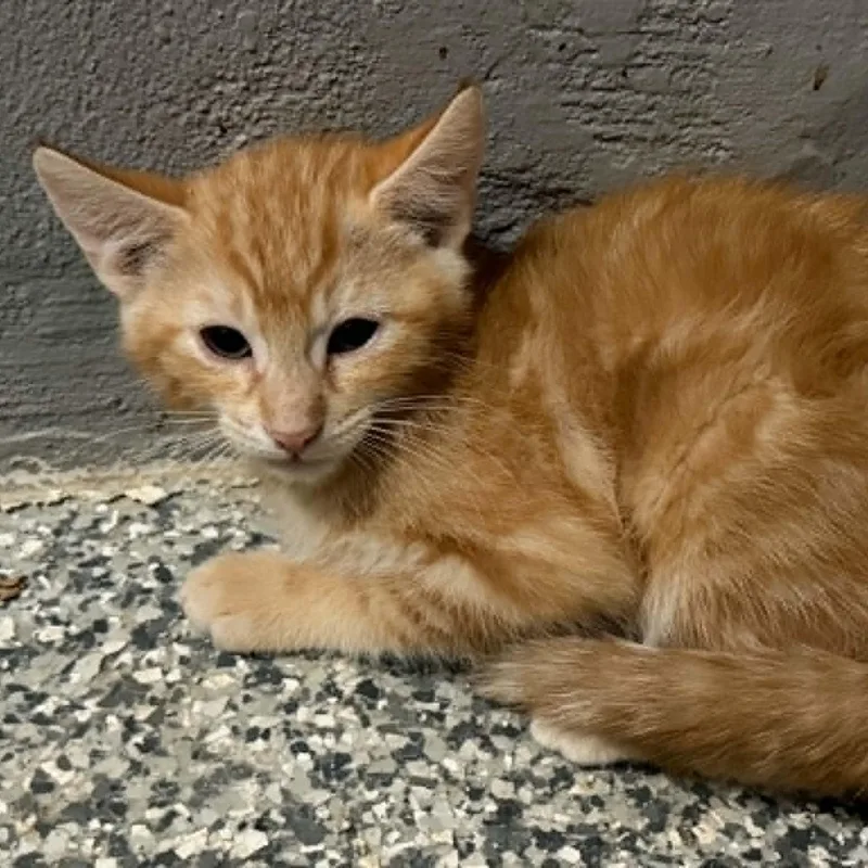 A baby small-sized male Tabby (Orange / Red) Tabby cat named Ruffalo for adoption in Antioch, CA
