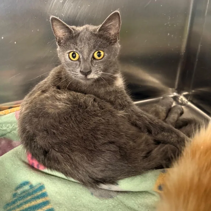 A baby small-sized female Domestic Short Hair cat named Wiggles for adoption in Spokane, WA