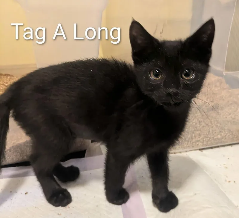 A baby small-sized male Black Domestic Short Hair cat named Tagalong for adoption in Vancouver, WA