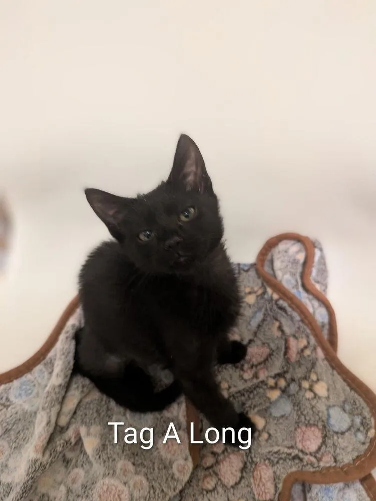 Tagalong thumbnail 2