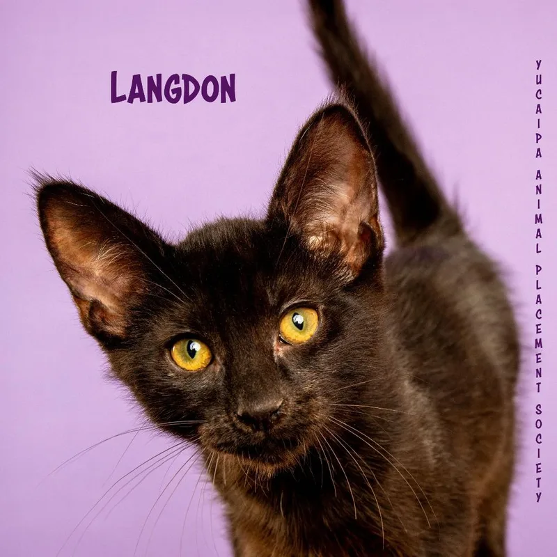 Langdon The Pitt