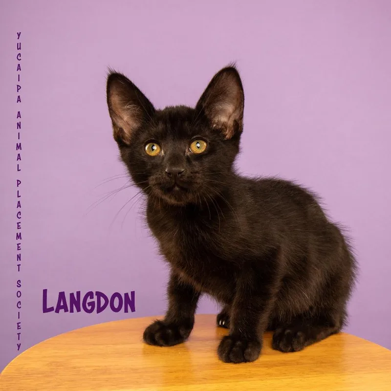 Langdon  The Pitt thumbnail 2